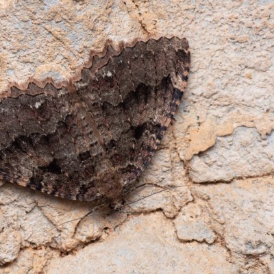 Triphosa dubitata (píďalka jeskynní), NPP Jeskyně Pekárna