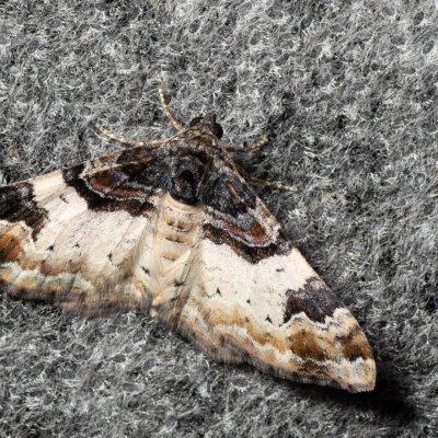 Catarhoe cuculata (píďalka hnědoskvrnná), Lysá hora u Ochozu