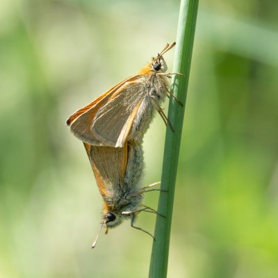 Thymelicus lineola (soumračník čárečkovaný), SK, Štôla