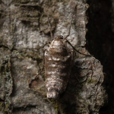 Alsophila aescularia (hedvábnice jarní), Žebětín
