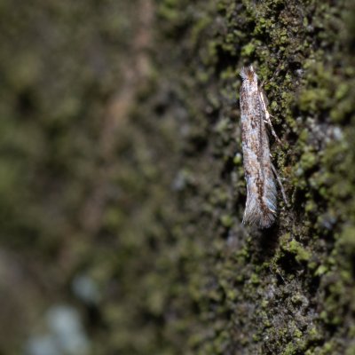Phyllonorycter issikii (klíněnka lipová), Podkomorské lesy, Kopeček