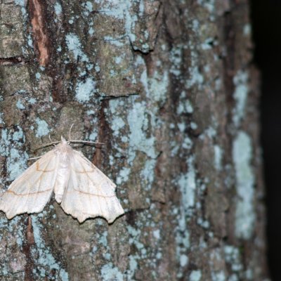 Ennomos sp., Žebětín