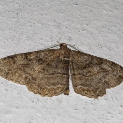 Alcis repandata (různorožec vrbový), NPP Švařec