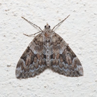 Thera sp., SK, Súľov-Hradná