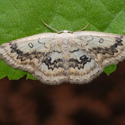 Cyclophora annularia (očkovec javorový), Hornek