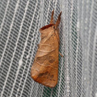 Clostera anastomosis (vztyčnořitka vrbová), PP Bobrava