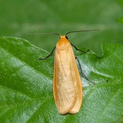 Eilema sororcula (lišejníkovec žlutý), Augšperský potok