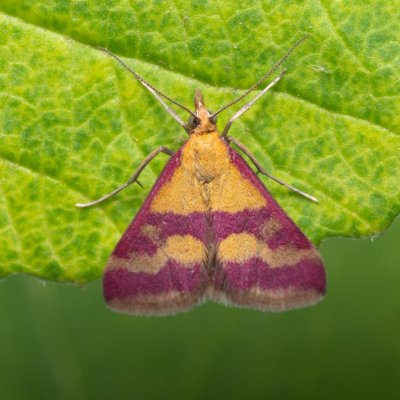 Pyrausta sanguinalis (zavíječ krvavý), PR Turold