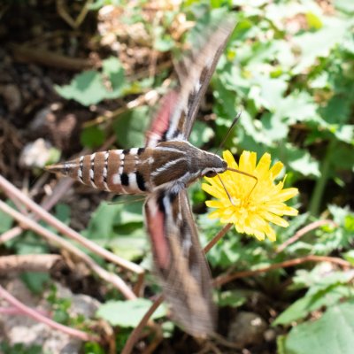 Hyles livornica (lišaj vinný), HR, Jablanac