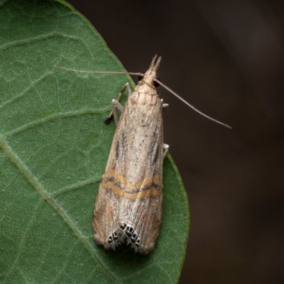 Euchromius ocellea (-), PP Milovická stráň