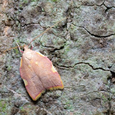 Carcina quercana (krásněnka dlouhorohá), Augšperský potok