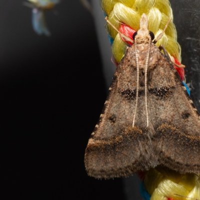 Stemmatophora brunnealis (-), pískovna u Mušlova