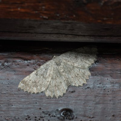 Dicrognophos sartata (-), HR, Jablanac