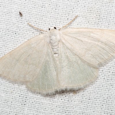 Pseudoterpna pruinata (zelenopláštník janovcový), Kývalka