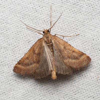 Synaphe punctalis (-), PP Kamenný vrch u Kurdějova