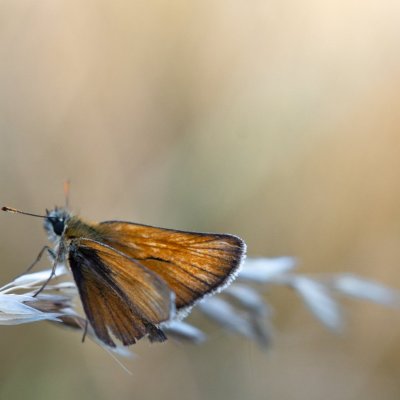 Thymelicus sylvestris (soumračník metlicový), PR Kamenný vrch