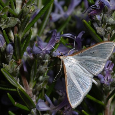 Palpita vitrealis (zavíječ průsvitný), HR, Jablanac