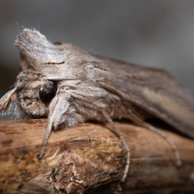 Cucullia umbratica (kukléřka mléčová), NPP Stránská skála