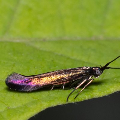 Coleophora alcyonipennella (pouzdrovníček chrpový), PP Na cvičišti