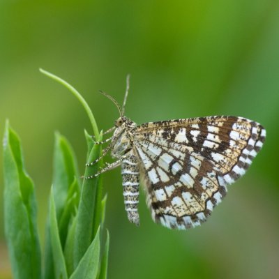 Chiasmia clathrata (kropenatec jetelový), Obřany