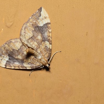 Eulithis populata (píďalka osiková), SK, Štôla