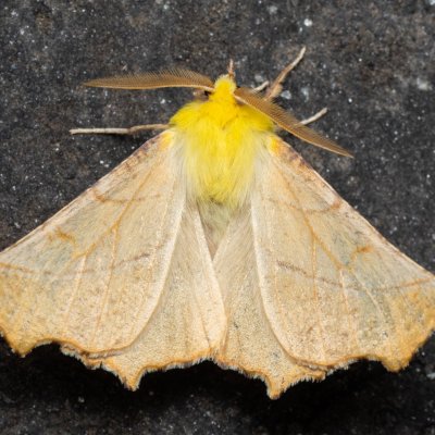 Ennomos alniaria (zejkovec olšový), Melč, Mokřinky