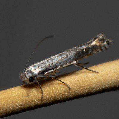 Lyonetia clerkella (podkopníček ovocný), Henčov