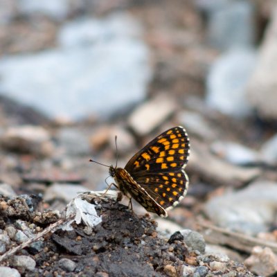 Melitaea athalia (hnědásek jitrocelový), Podkomorské lesy