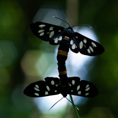 Amata phegea (běloskvrnáč pampeliškový), hrad Veveří