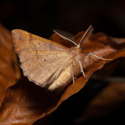 Colotois pennaria (zejkovec pozdní), Podkomorské lesy, Kopeček