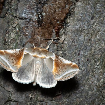 Habrosyne pyritoides (můřice bělopásná), Augšperský potok