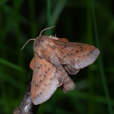 Phyllodesma tremulifolia (bourovec zejkovaný), Kývalka