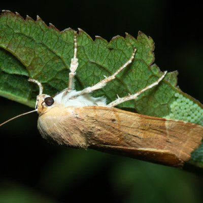 Noctua fimbriata (osenice zemáková), Kývalka
