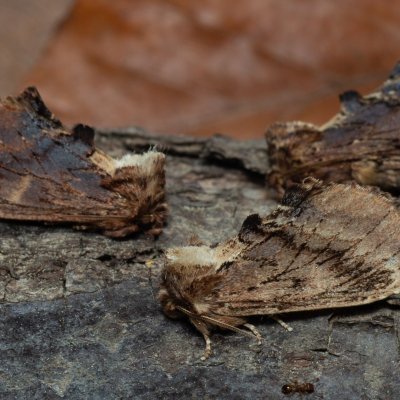 Ptilodon capucina (hřbetozubec olšový), Augšperský potok