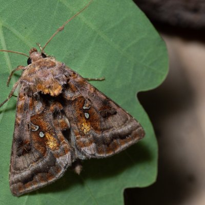 Autographa pulchrina (kovolesklec brusnicový), Devět křížů