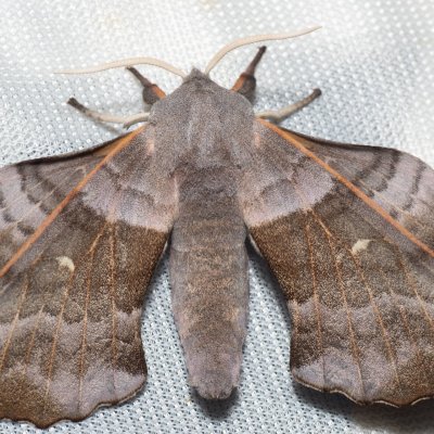 Laothoe populi (lišaj topolový), PP Na cvičišti