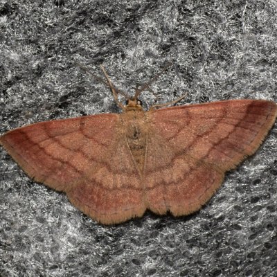 Scopula rubiginata (vlnopásník hnědonachový), Kývalka