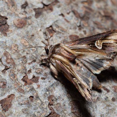 Actinotia polyodon (blýskavka půvabná), NPR Slanisko u Nesytu