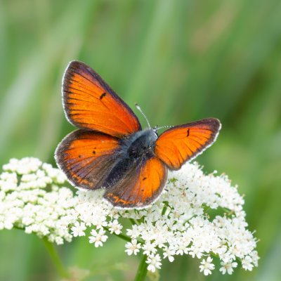 Lycaena hippothoe (ohniváček modrolemý), SK, Štôla