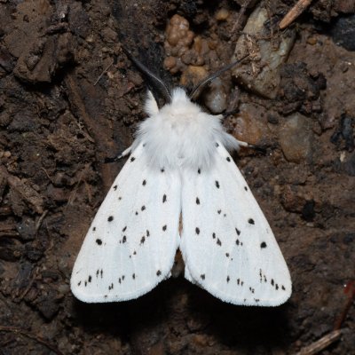 Spilosoma lubricipeda (přástevník mátový), NPP Jeskyně Pekárna