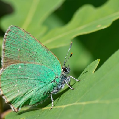 Callophrys rubi (ostruháček ostružinový), Kývalka