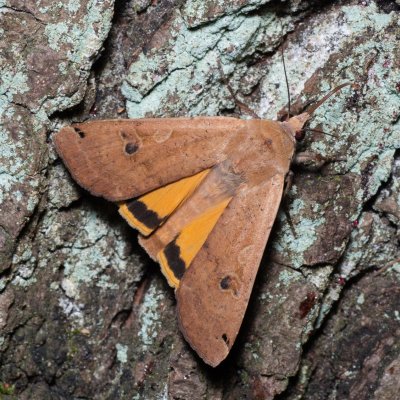 Noctua pronuba (osenice šťovíková), Žebětín