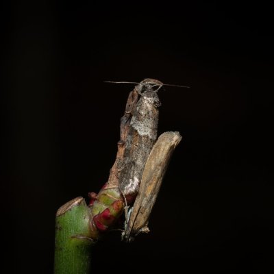 Tortricodes alternella (obaleč předjarní), Žebětín