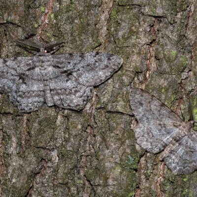 Hypomecis roboraria (různorožec dubový), Hypomecis punctinalis (různorožec ovocný), Žebětín