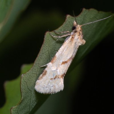 Aethes nefandana (-), Hády