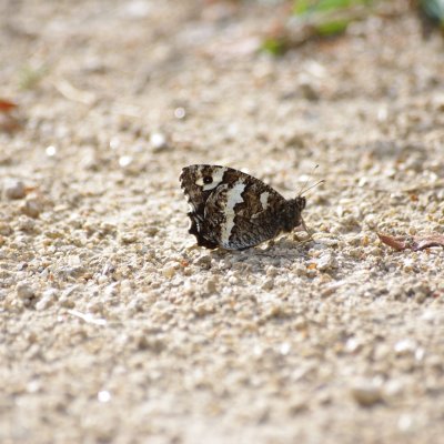 Brintesia circe (okáč voňavkový), Havranické vřesoviště