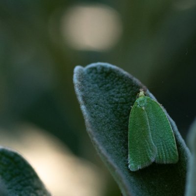 Tortrix viridana (obaleč dubový), GR, Sokraki, Korfu