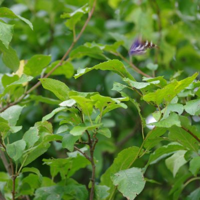 batolec v letu, Kuřim