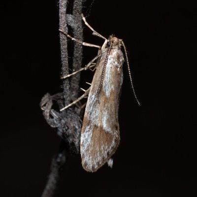 Diurnea lipsiella (šedivěnka podzimní), Žebětín