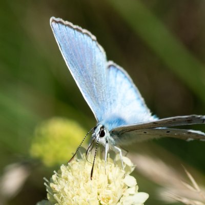 Polyommatus daphnis (modrásek hnědoskvrnný), Vilémovice